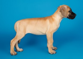 DSC_9723-800.jpg (48.74 КБ, Просмотров: 1155) DSC_9723-800.jpg