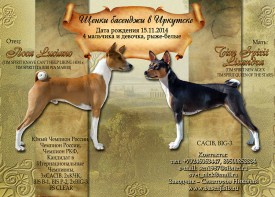 бассенжиАк.jpg (751.3 КБ, Просмотров: 2772) бассенжиАк.jpg