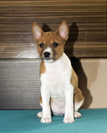 ДЛицоАк.jpg (145.66 КБ, Просмотров: 2783) ДЛицоАк.jpg