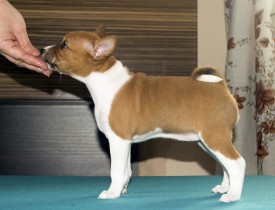 ДСтойкаАк.jpg (137.68 КБ, Просмотров: 2783) ДСтойкаАк.jpg