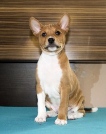 М1ЛицоАк.jpg (148.62 КБ, Просмотров: 2646) М1ЛицоАк.jpg