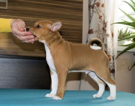 М1СтойкаАк.jpg (139.27 КБ, Просмотров: 2645) М1СтойкаАк.jpg