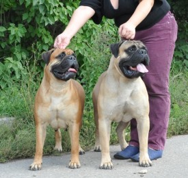 Чеза и Барин.jpg (80.33 КБ, Просмотров: 3587) Чеза и Барин.jpg