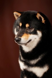 66.jpg (142.06 КБ, Просмотров: 1693) 66.jpg