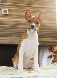 ДЛицоАк.jpg (538.72 КБ, Просмотров: 2587) ДЛицоАк.jpg