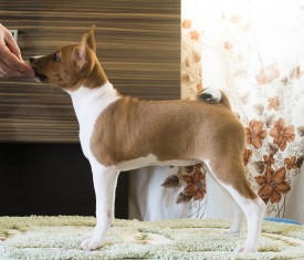 ДСтойка2Ак.jpg (604.75 КБ, Просмотров: 2713) ДСтойка2Ак.jpg