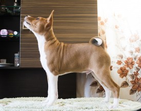 М4СтойкаАк.jpg (560.81 КБ, Просмотров: 2713) М4СтойкаАк.jpg