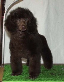 DSCF4974.jpg (47.84 КБ, Просмотров: 1410) DSCF4974.jpg