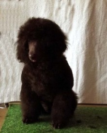 DSCF4996.jpg (47.97 КБ, Просмотров: 1392) DSCF4996.jpg