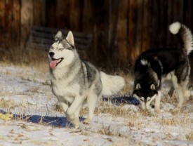 image (5).jpg (48.95 КБ, Просмотров: 3239) image (5).jpg