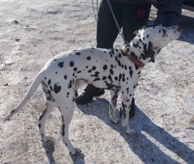 image.jpg (112.27 КБ, Просмотров: 1951) image.jpg