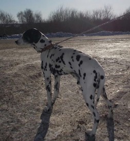 image.jpg (81.34 КБ, Просмотров: 1942) image.jpg