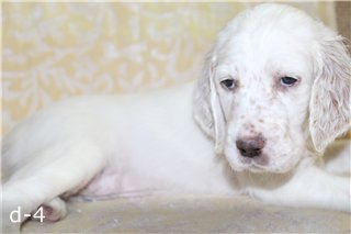 -1271432788.jpg (10.83 КБ, Просмотров: 2344) -1271432788.jpg