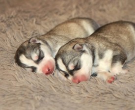 image (13).jpg (38.65 КБ, Просмотров: 2565) image (13).jpg