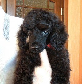 IMG_20150210_155915.jpg (130.42 КБ, Просмотров: 3501) IMG_20150210_155915.jpg