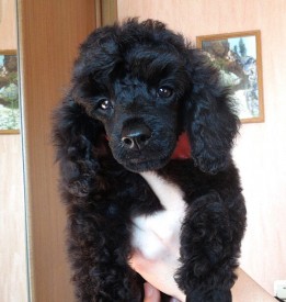 IMG_20150210_100231.jpg (102.54 КБ, Просмотров: 3501) IMG_20150210_100231.jpg