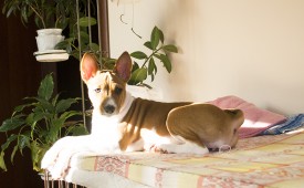 Стеша1Ак.jpg (460.34 КБ, Просмотров: 2495) Стеша1Ак.jpg