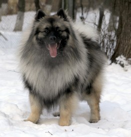 Fenix.s1.jpg (265.05 КБ, Просмотров: 3371) Fenix.s1.jpg