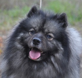 Nelya.p.1.jpg (145.76 КБ, Просмотров: 3489) Nelya.p.1.jpg