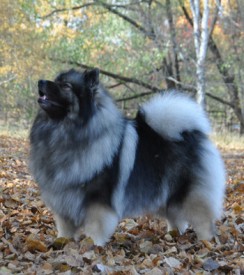 Nelya.s350.jpg (110.53 КБ, Просмотров: 3360) Nelya.s350.jpg