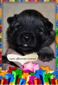 VipTalisman7.jpg1мб.jpg (359.27 КБ, Просмотров: 3009) VipTalisman7.jpg1мб.jpg