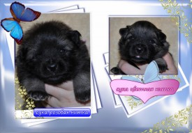 VipTalisman2.jpg1мб.jpg (288.01 КБ, Просмотров: 3002) VipTalisman2.jpg1мб.jpg