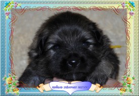 VipTalisman3.jpg1мб.jpg (447.59 КБ, Просмотров: 3259) VipTalisman3.jpg1мб.jpg