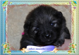 VipTalisman4.jpg1мб.jpg (449.23 КБ, Просмотров: 3250) VipTalisman4.jpg1мб.jpg