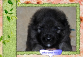 VipTalisman5.jpg1мб.jpg (478.76 КБ, Просмотров: 3009) VipTalisman5.jpg1мб.jpg