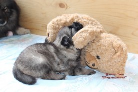 IMG_5556.jpgнадпись.jpg1.jpg (312.25 КБ, Просмотров: 3215) IMG_5556.jpgнадпись.jpg1.jpg