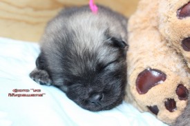 IMG_5552.jpgнадпись.jpg1.jpg (311.96 КБ, Просмотров: 3214) IMG_5552.jpgнадпись.jpg1.jpg