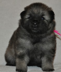 Кобель с малиновой ниткой.24д.3.jpg (760.05 КБ, Просмотров: 2937) Кобель с малиновой ниткой.24д.3.jpg