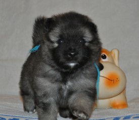 Кобель с синей ниткой.24д.1.jpg (516.85 КБ, Просмотров: 2944) Кобель с синей ниткой.24д.1.jpg