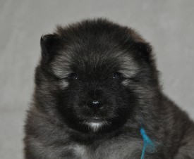 Кобель с синей ниткой.24д.4.jpg (519.26 КБ, Просмотров: 3185) Кобель с синей ниткой.24д.4.jpg