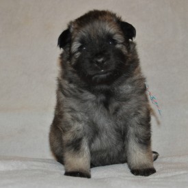 Сука с разноцветной ниткой.24д.1.jpg (619.69 КБ, Просмотров: 3310) Сука с разноцветной ниткой.24д.1.jpg