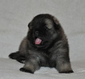 Сука с розовой ниткой.24д.2.jpg (540.45 КБ, Просмотров: 3191) Сука с розовой ниткой.24д.2.jpg