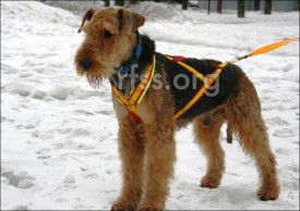 шлейка.jpg (19.04 КБ, Просмотров: 9527) шлейка.jpg