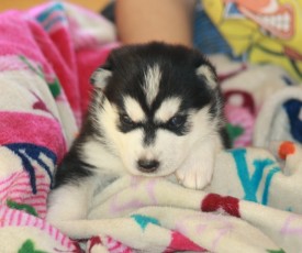 image (4).jpg (113.12 КБ, Просмотров: 9601) image (4).jpg