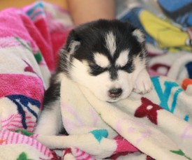 image (6).jpg (123.11 КБ, Просмотров: 9984) image (6).jpg