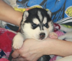 image (7).jpg (103.17 КБ, Просмотров: 10001) image (7).jpg