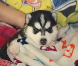 image (8).jpg (105.29 КБ, Просмотров: 9995) image (8).jpg