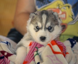 image (1).jpg (101.74 КБ, Просмотров: 2380) image (1).jpg