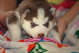 image (3).jpg (98.05 КБ, Просмотров: 2384) image (3).jpg