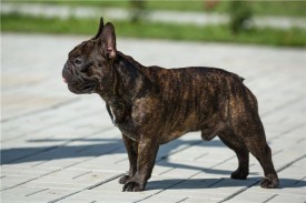 майкуш.jpg (50.67 КБ, Просмотров: 1586) майкуш.jpg