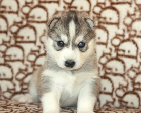 image (15).jpg (126.97 КБ, Просмотров: 9370) image (15).jpg