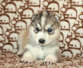 image (14).jpg (136.81 КБ, Просмотров: 9567) image (14).jpg