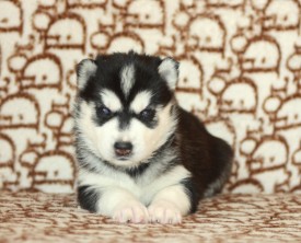 image (17).jpg (135.59 КБ, Просмотров: 9977) image (17).jpg