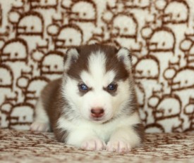 image (20).jpg (123.5 КБ, Просмотров: 9577) image (20).jpg