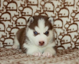 image (21).jpg (125.42 КБ, Просмотров: 9365) image (21).jpg