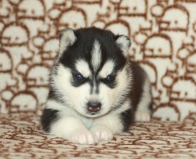 image (25).jpg (126.35 КБ, Просмотров: 9567) image (25).jpg